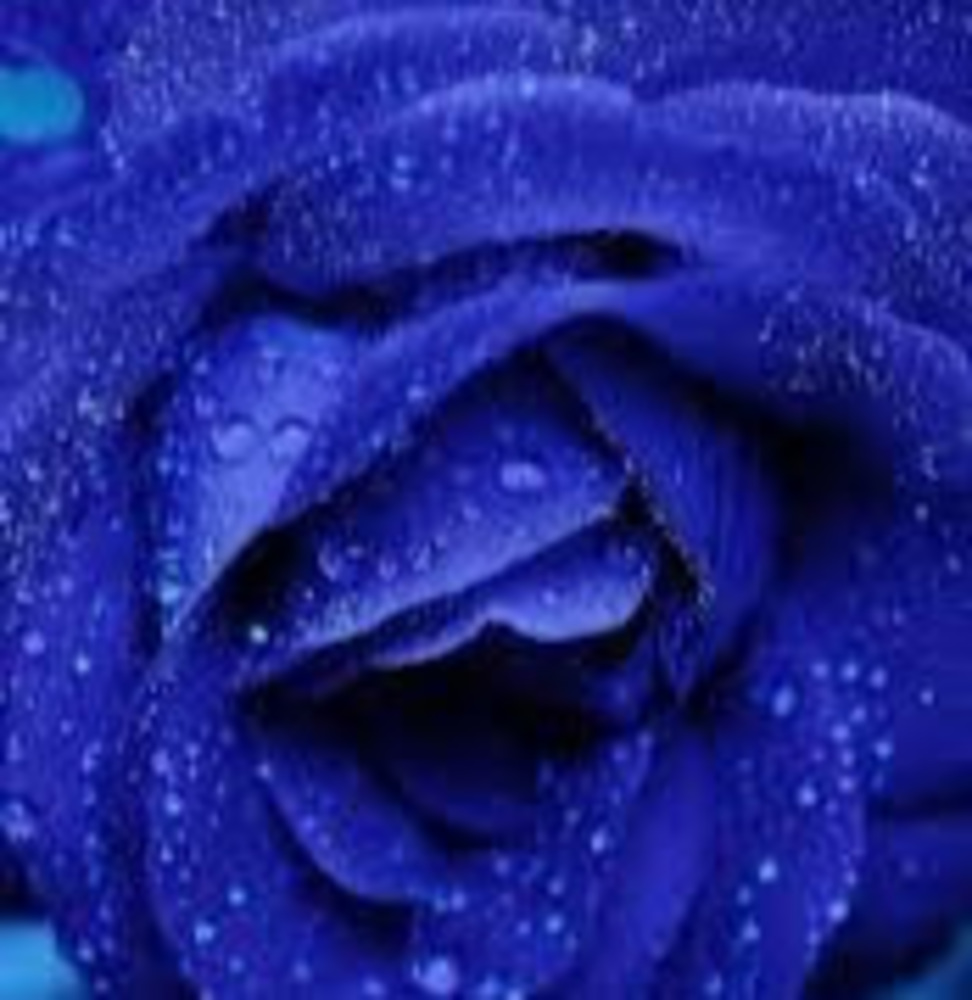 Meet your Posher, Isis